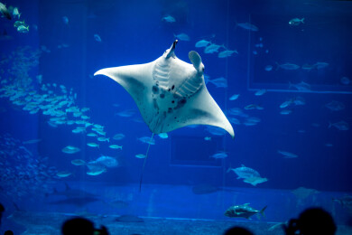 亚洲日本冲绳县美丽海水族馆