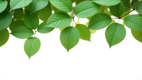 绿叶嫩枝如翡翠