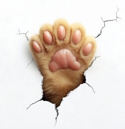 破纸萌猫爪趣味画面