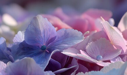 绣球花朵特写