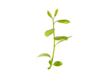 白色背景上新长出的嫩芽嫩枝