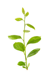 白色背景上新长出的嫩芽嫩枝