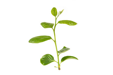 白色背景上新长出的嫩芽嫩枝