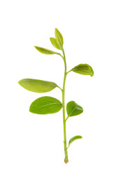 白色背景上新长出的嫩芽嫩枝