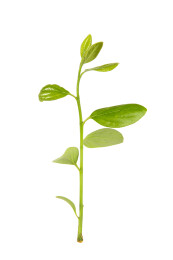 白色背景上新长出的嫩芽嫩枝