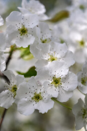 春天盛开的白色梨花特写清新淡雅