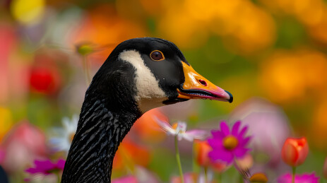 黑颈鹅与花丛