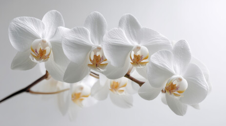 纯洁的白色兰花