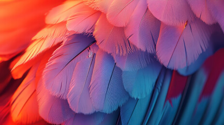 彩色灯光下的羽毛特写镜头