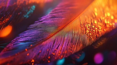 彩色灯光下的羽毛特写镜头