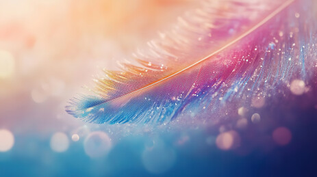 彩色灯光下的羽毛特写镜头