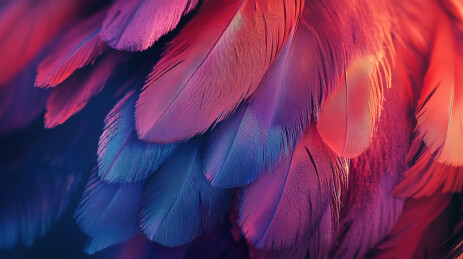 彩色灯光下的羽毛特写镜头