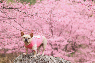 春天里的樱花和狗