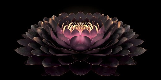 暗夜绽放黑莲花