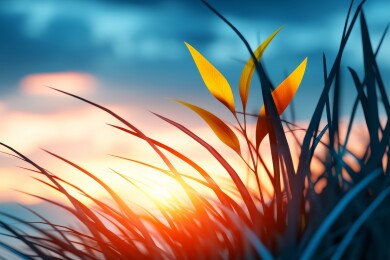 落日余晖下的植物