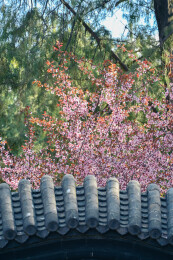 北京中山公园盛开的山桃花
