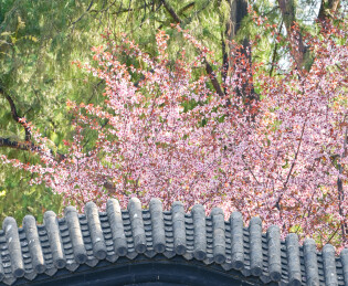 北京中山公园盛开的山桃花