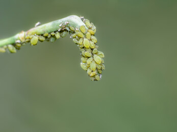 油菜籽上的蚜虫微距