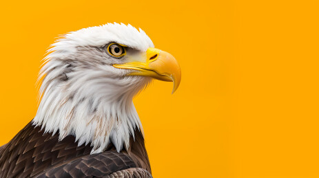 白头鹰在橙光中