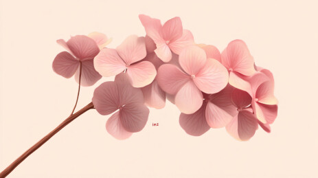 浅粉绣球花枝条美图