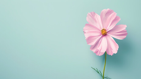 粉色花朵与蓝光