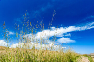 中国青海湖边低机位拍摄的沙丘草