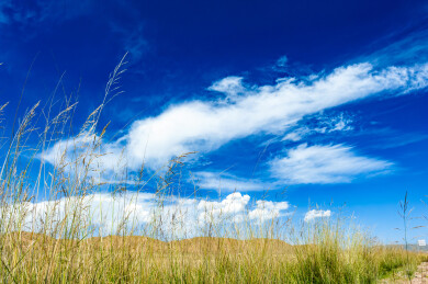 中国青海青海湖边低机位拍摄的沙丘草
