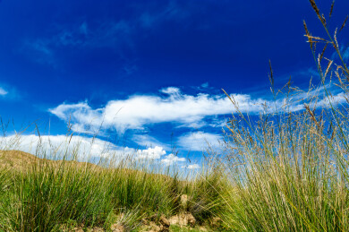 中国青海青海湖边低机位拍摄的沙丘草