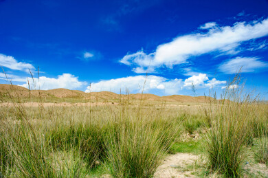 中国青海青海湖边低机位拍摄的沙丘草