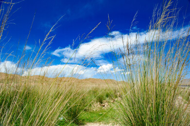 中国青海青海湖边低机位拍摄的沙丘草