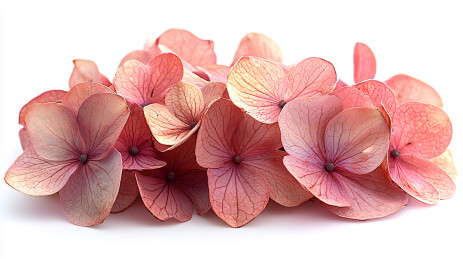 橙粉绣球花瓣特写