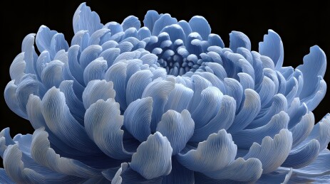 晶莹蓝花绽放