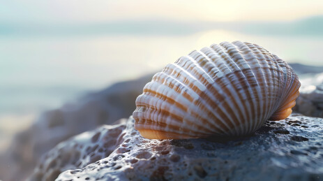 贝壳与海景夕阳