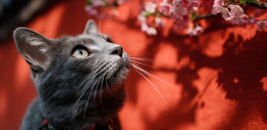 灰猫赏樱红墙暖阳