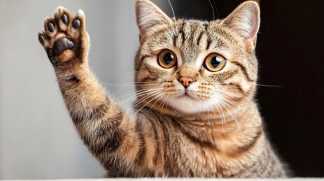 调皮的斑纹猫举起爪子