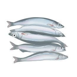 多春鱼插画