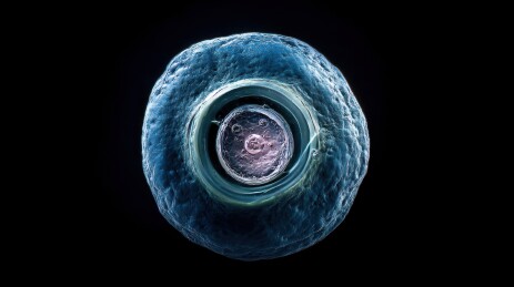 早期胚胎发育阶段