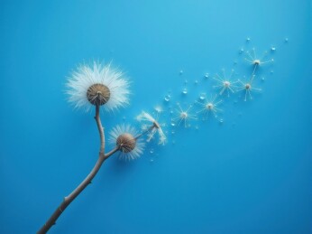 蒲公英种子飘散主题