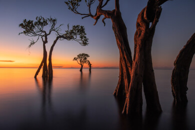 印度尼西亚红树林