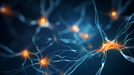 神经元活动展示