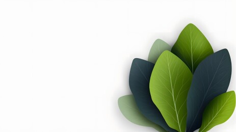 白色背景上的多片深浅绿色叶片