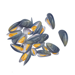 海虹手绘插画