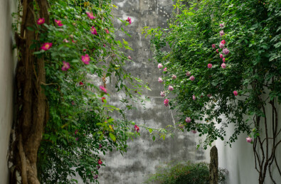 春天中国苏州艺圃盛开的蔷薇花