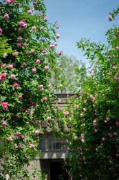 春天中国苏州艺圃盛开的蔷薇花