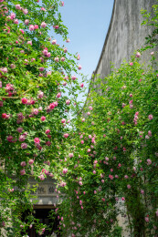 春天中国苏州艺圃盛开的蔷薇花