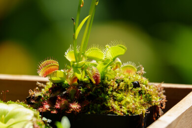 捕蝇草的微观绿意世界