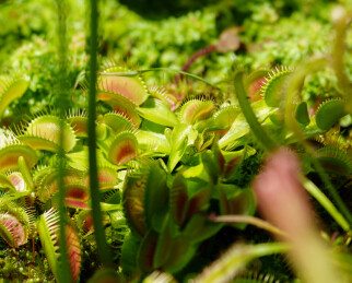 捕蝇草的微观绿意世界