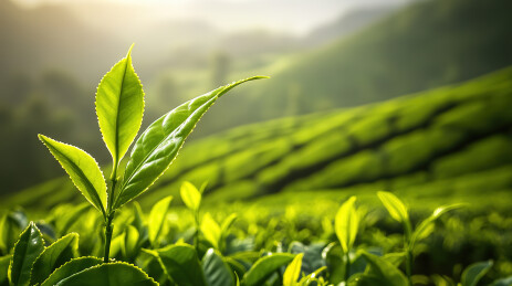 春天里的绿色有机生态茶园茶叶嫩芽