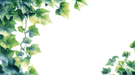 白色背景下蕨类植物叶子的特写镜头