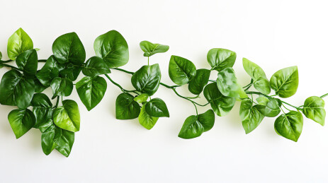 白色背景下蕨类植物叶子的特写镜头